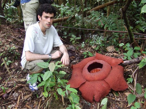 Раффлезия Арнольда (Rafflesia arnoldii) с о.Суматра