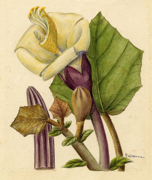 Бальса: лист, цветок и плод