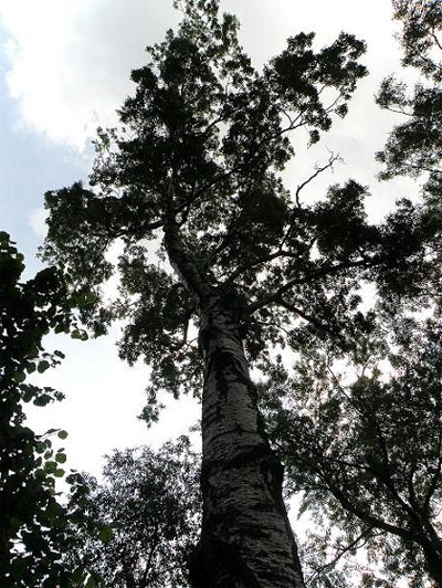   (Betula pendula)