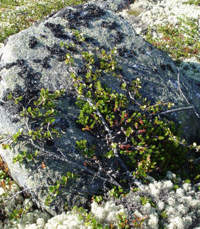 Берёза карликовая (Betula nana). Общий вид взрослого растения. Гренландия