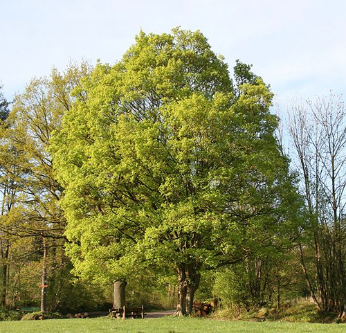Клён полевой (Acer campestre)