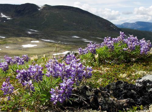   (Lupinus arcticus)