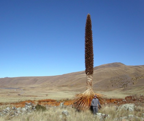   (Puya raimondii)