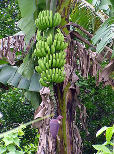 Плоды банана на цветоносе