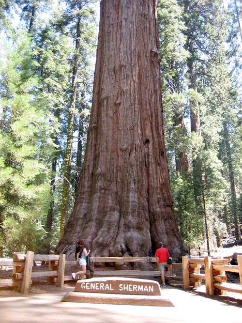 Крупнейший экземпляр секвойи, названный «Генерал Шерман», растет в Национальном парке «Секвойя» в Калифорнии.
