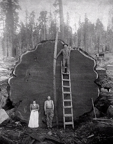 Это дерево (секвойя) было спилено в Национальном парке Sequoia, 1892 г.