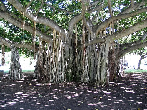 Баньян (Banyan) или Фикус бенгальский (Ficus benghalensis)