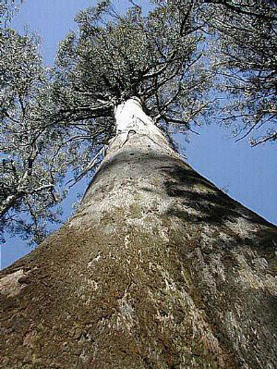 эвкалипт царственный (Eucalyptus regnans)
