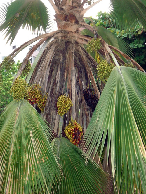 Ротанг, или ротанговая пальма (лат. Calamus)