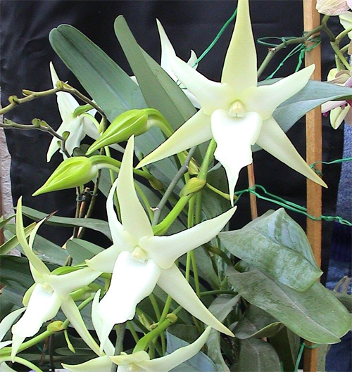   (Angraecum sesquipedale)