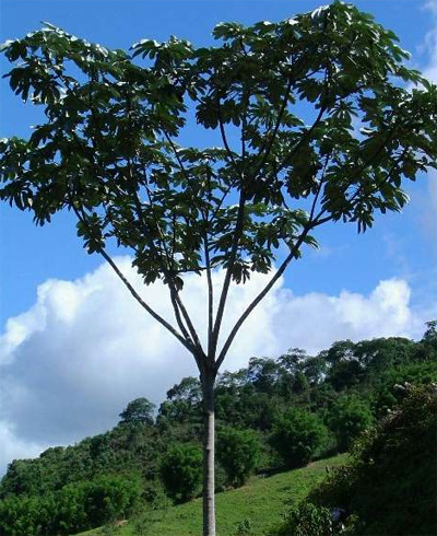   (Cecropia adenopus)