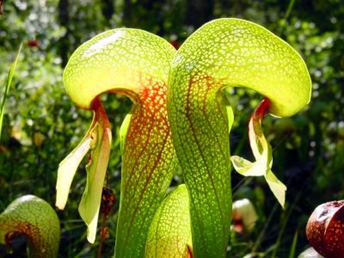   (Darlingtonia californica) -     