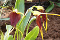 Орхидея с ловушкой