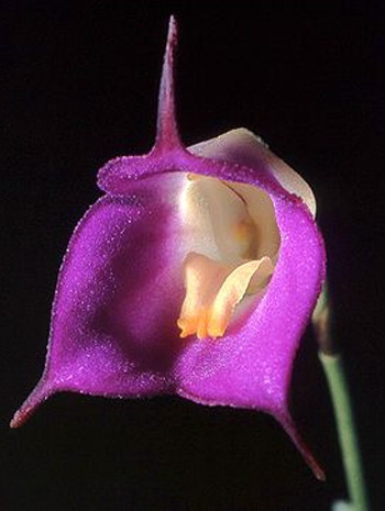  (. Masdevallia)