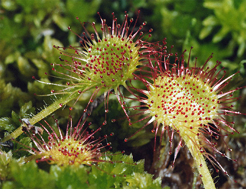   (Drosera rotundifolia) -       