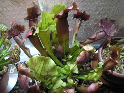 ́ (. Sarracenia)