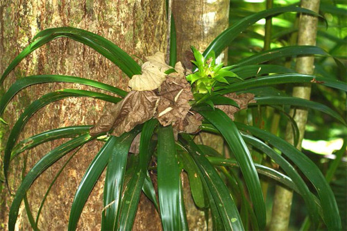 Эпифитные бромелии рода Guzmania, растущие на деревьях в тропическом лесу.