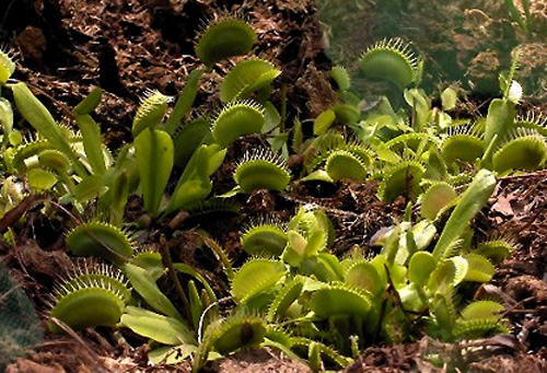   (Dionaea muscipula)