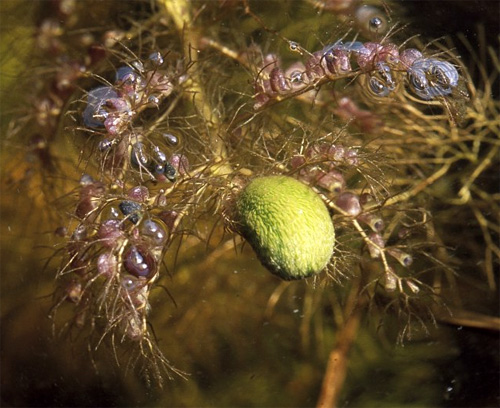 Пузырчатка обыкновенная (Utricularia vulgaris) - необычное насекомоядное растение