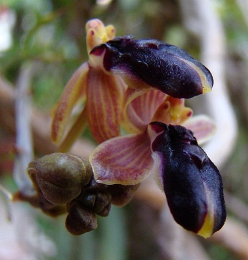 Орхидея-пчела