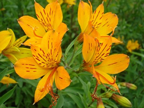  (Alstroemeria)