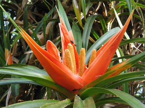    (Freycinetia arborea)