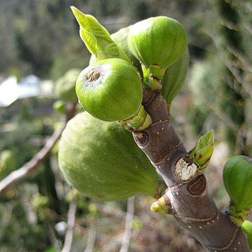Листья и плоды инжира (Ficus carica)