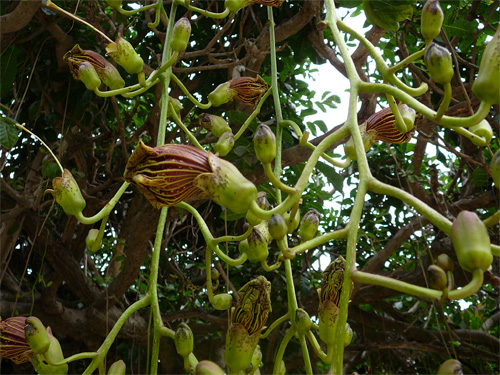 Цветы кигелии или колбасного дерева (Kigelia)