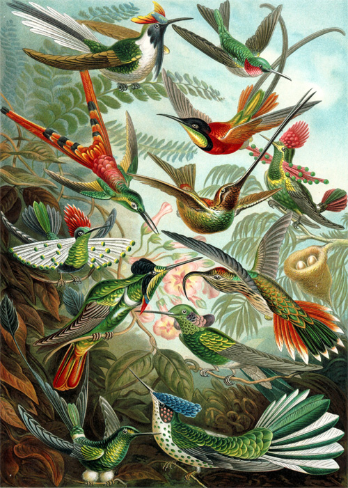 Разнообразие колибри. Рисунок из книги Эрнста Геккеля «Kunstformen der Natur» (1904; «Художественные формы природы»).