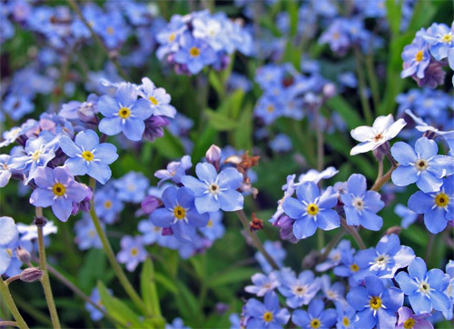  (Myosotis) -    