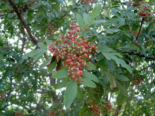    (Schinus terebinthifolius)