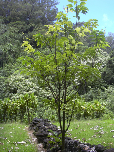      (Broussonetia papyrifera)