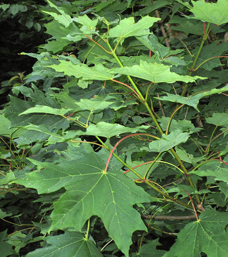   (Acer saccharum)