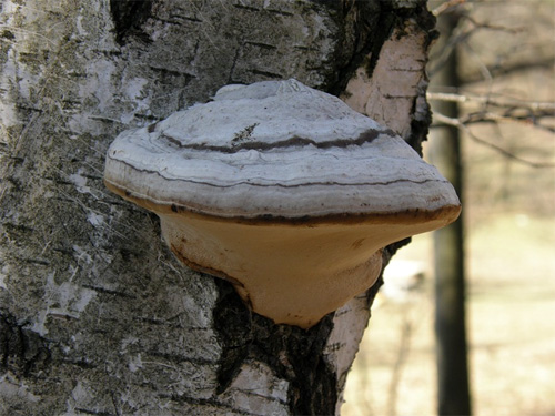 Трутовик настоящий (Fomes fomentarius) на стволе живой берёзы