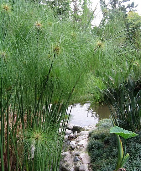 ,    (Cyperus papyrus)