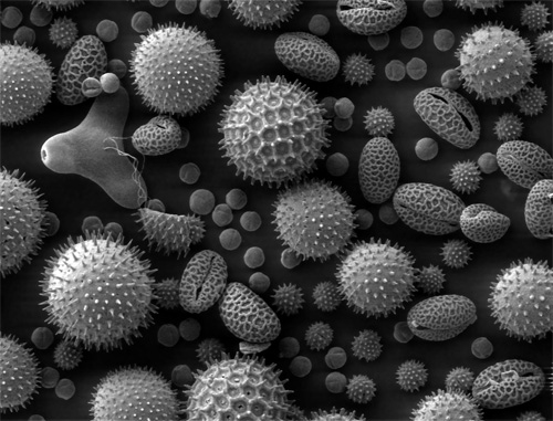Пыльца растений. Вид под электронным микроскопом.