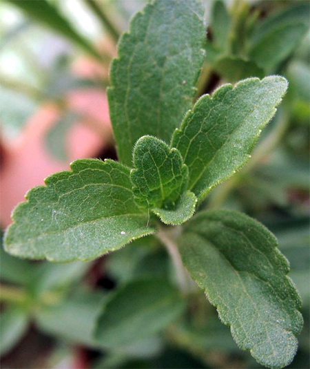    (Stevia rebaudiana)