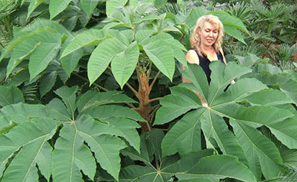  ,   ,      (Tetrapanax papyrifera)