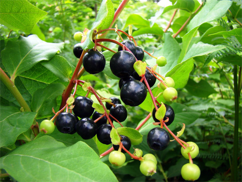   (Vaccinium arctostaphylos)