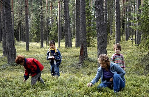 Сбор черники, Тверская область