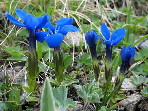  (Gentiana)