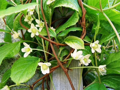 Лимонник китайский (Schisandra chinensis). Общий вид растения.