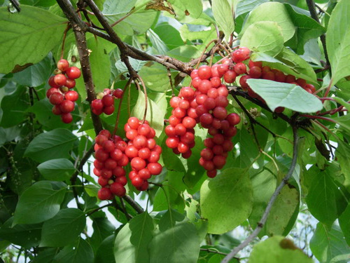 Ягоды лимонника китайского (Schisandra chinensis).