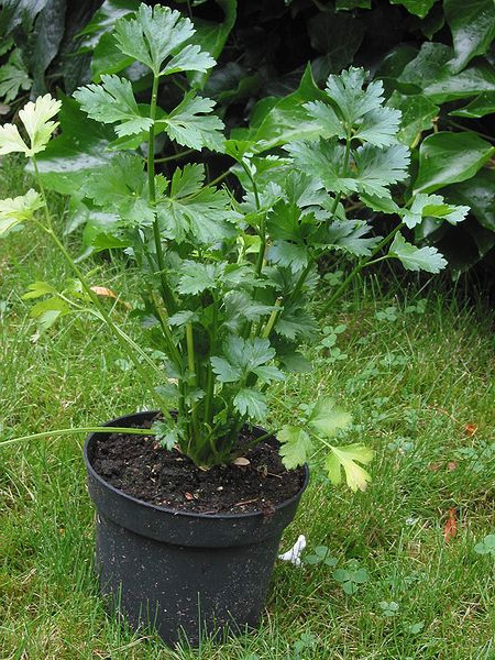 Сельдерей культурный (Apium graveolens)