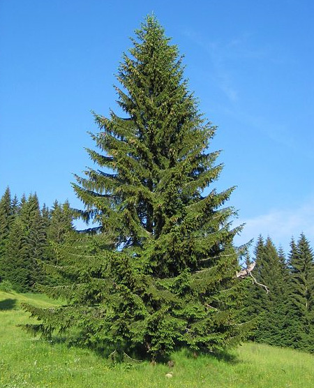   (Picea abies)