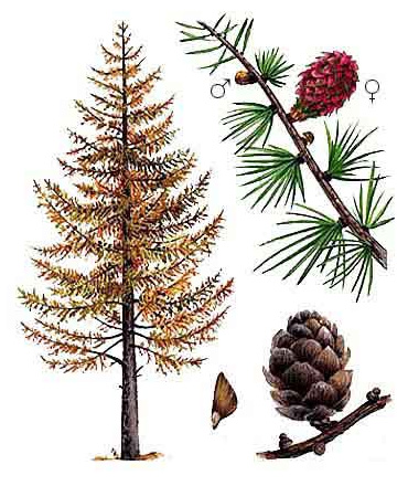   (Larix sibirica)