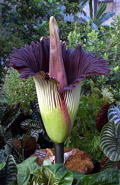  (Amorphophallus titanum)