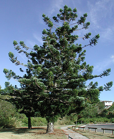 Араукария Куннингама (Araucaria cunninghamii) - общий вид дерева