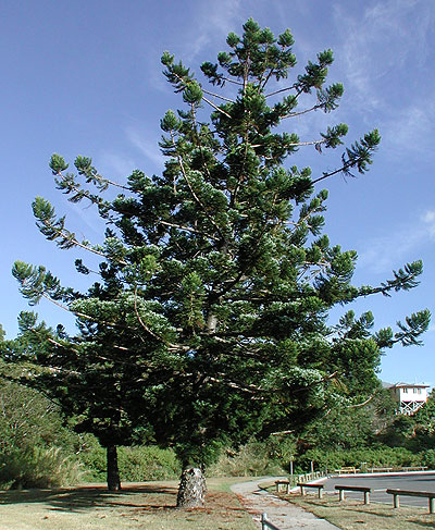   (Araucaria cunninghamii) -   