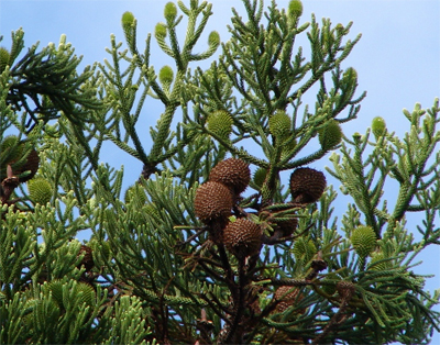    (Araucaria cunninghamii)